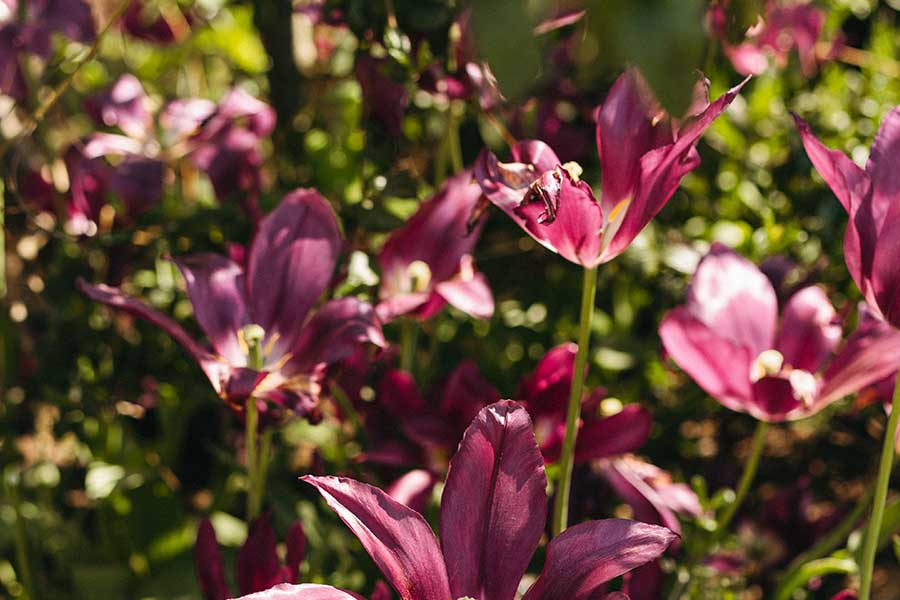 Juli News: 50-jähriges Vereinsjubiläum